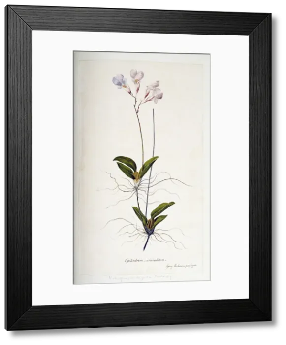 Framed Print : Rodriguezia rigida, orchid Framed Print : Rodriguezia rigida, orchid