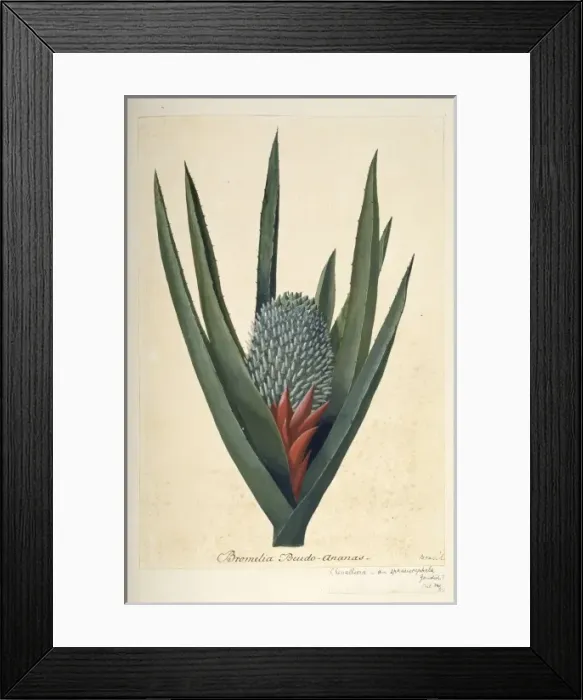 Framed Print : Aechmea sphaerocephala Framed Print : Aechmea sphaerocephala