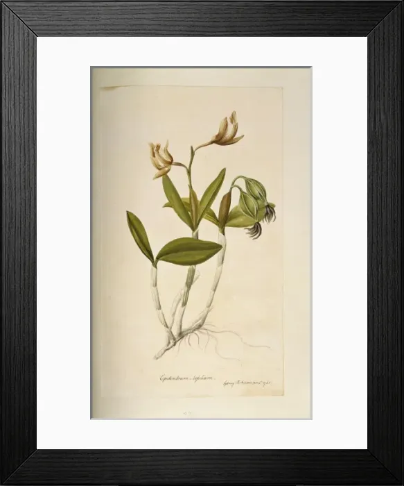 Framed Print : Cattleya forbesii, cattleya orchid Framed Print : Cattleya forbesii, cattleya orchid