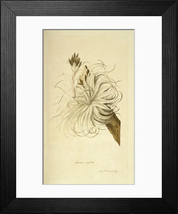 Framed Print : Tillandsia geminiflora Framed Print : Tillandsia geminiflora