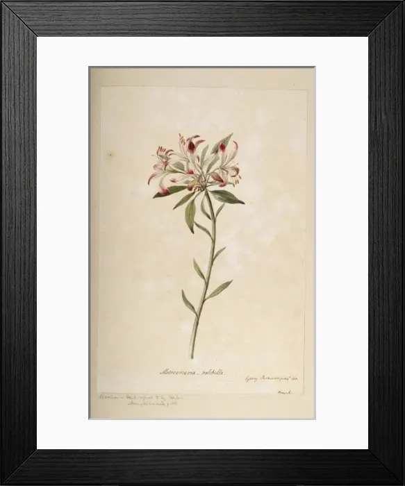 Framed Print : Alstroemeria pulchella, parrot lily Framed Print : Alstroemeria pulchella, parrot lily