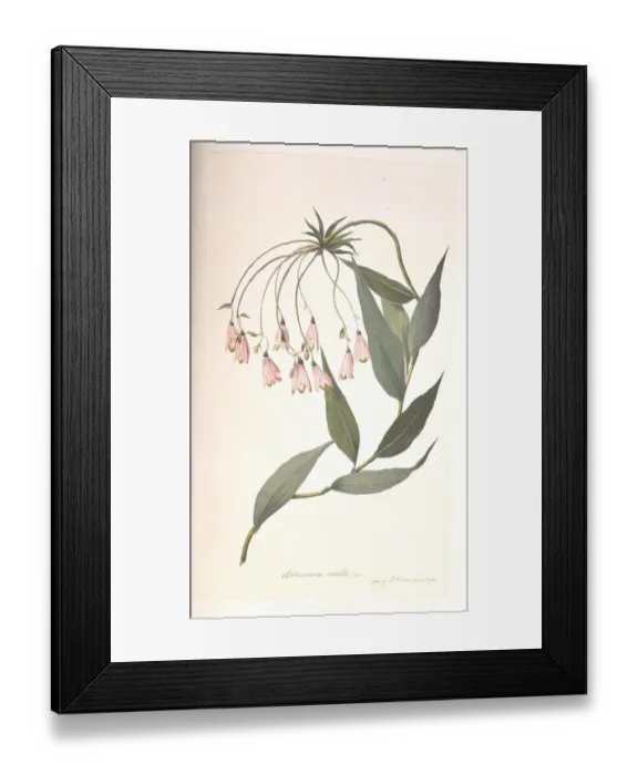 Framed Print : Bomarea edulis, white jerusalem artichoke Framed Print : Bomarea edulis, white jerusalem artichoke