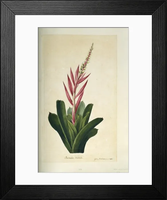 Framed Print : Aechmea nudicaulis, bromeliad Framed Print : Aechmea nudicaulis, bromeliad