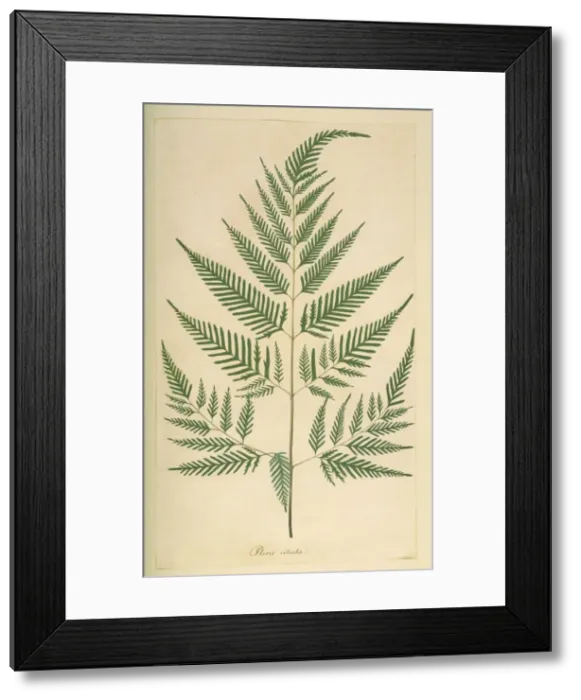 Framed Print : Pteridium aquilinum, bracken Framed Print : Pteridium aquilinum, bracken