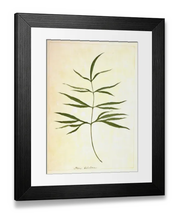 Framed Print : Pteris denticulata, brake fern Framed Print : Pteris denticulata, brake fern
