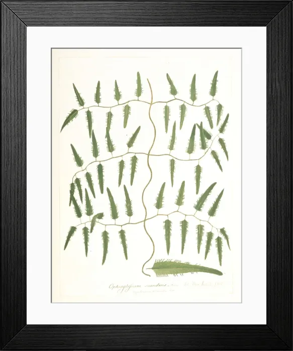 Framed Print : Lygodium volubile, climbing fern Framed Print : Lygodium volubile, climbing fern