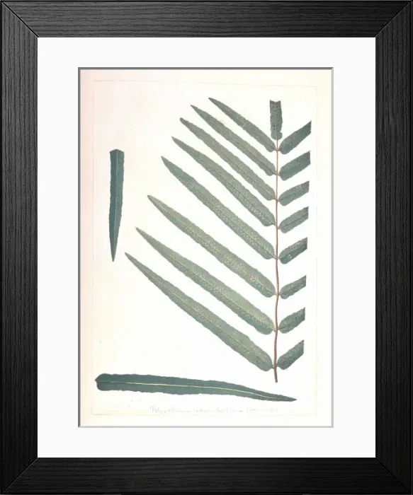 Framed Print : Meniscium reticulatum, giant reticulated fern Framed Print : Meniscium reticulatum, giant reticulated fern