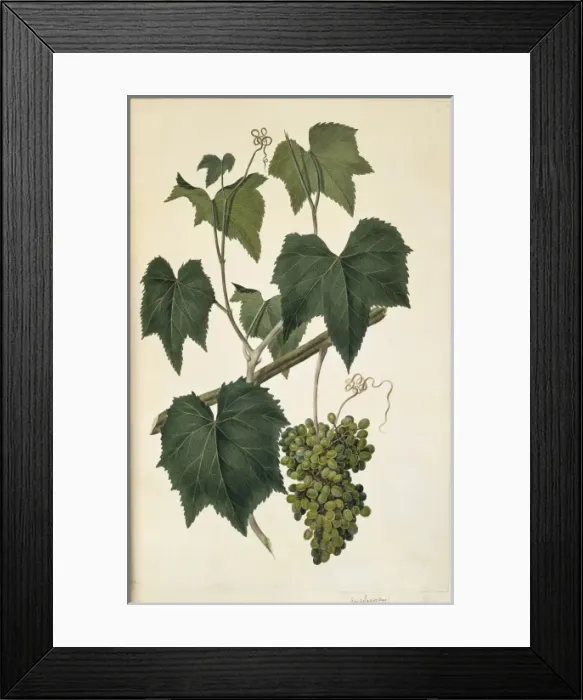 Framed Print : Ampelocissus arachnoidea Framed Print : Ampelocissus arachnoidea