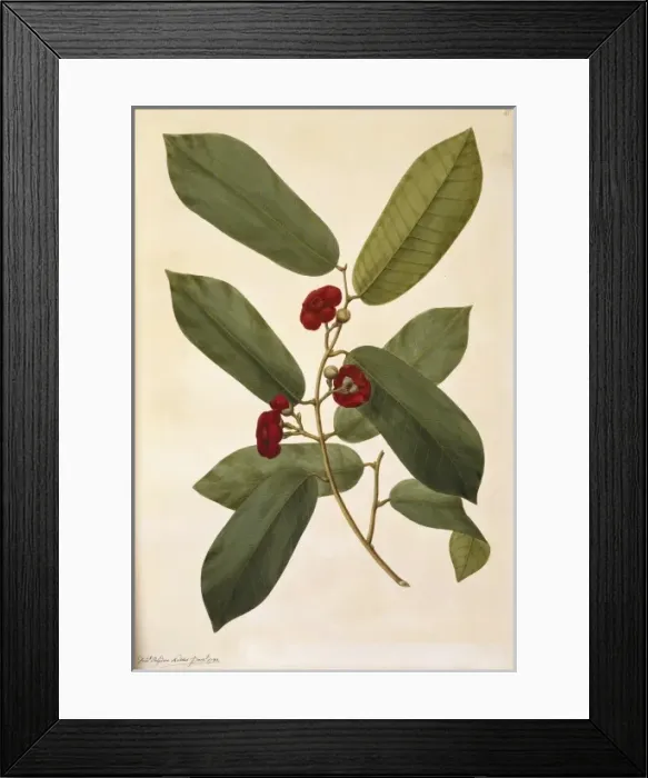 Framed Print : Uvaria littoralis, pepisang Framed Print : Uvaria littoralis, pepisang