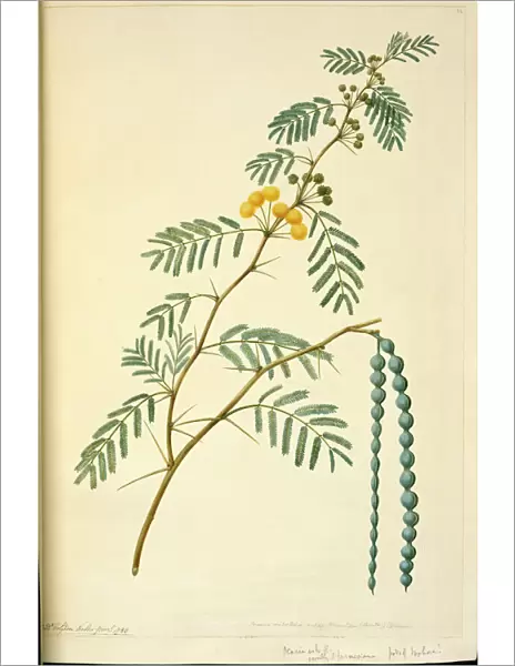 Acacia nilotica, prickly acacia tree