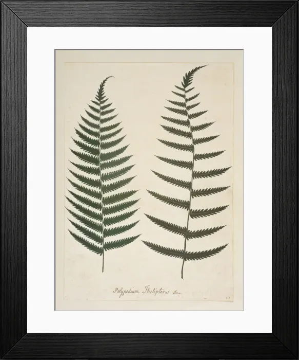 Framed Print : Christella dentata, downy wood fern
