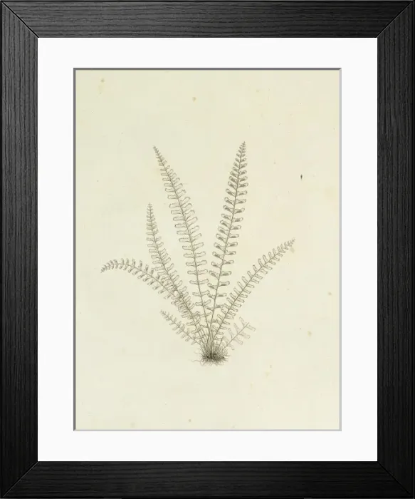 Framed Print : Asplenium monanthes, single-sorus spleenwort Framed Print : Asplenium monanthes, single-sorus spleenwort