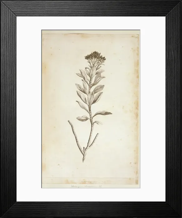 Framed Print : Helichrysum obconicum Framed Print : Helichrysum obconicum