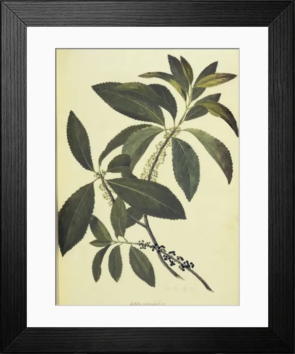 Framed Print : Melicytus ramiflorus, whitey wood tree Framed Print : Melicytus ramiflorus, whitey wood tree