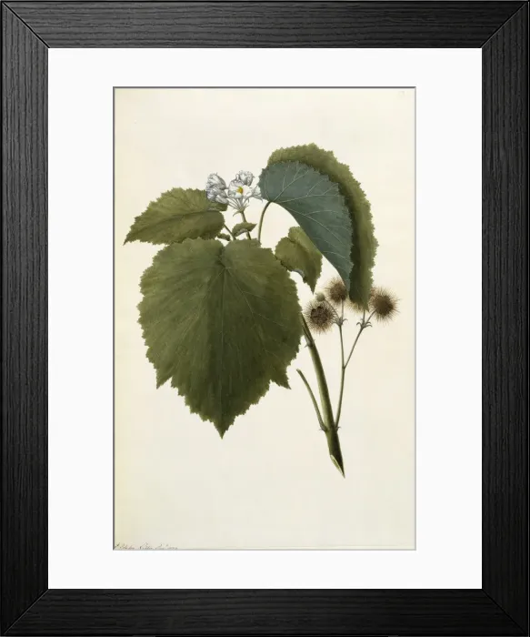 Framed Print : Entelea arborescens, whau tree Framed Print : Entelea arborescens, whau tree