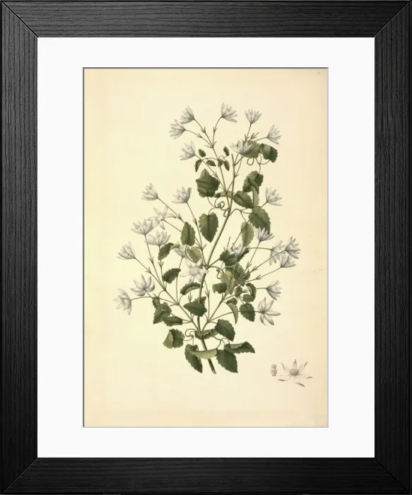 Framed Print : Clematis forsteri, clematis Framed Print : Clematis forsteri, clematis