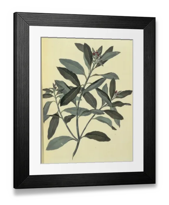 Framed Print : Pittosporum ralphii, Ralphs desertwillow Framed Print : Pittosporum ralphii, Ralphs desertwillow