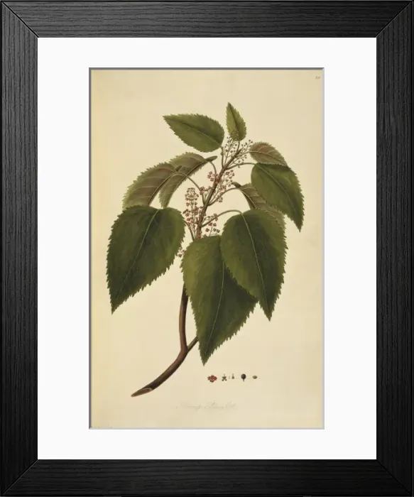 Framed Print : Aristotelia serrata, wineberry tree Framed Print : Aristotelia serrata, wineberry tree