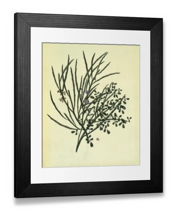 Framed Print : Carmichaelia solandri Framed Print : Carmichaelia solandri