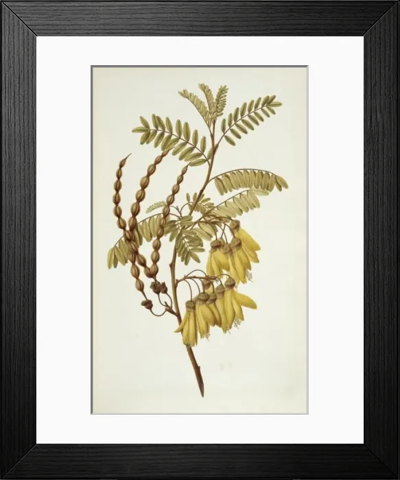 Framed Print : Sophora tetraptera, yellow kowhai Framed Print : Sophora tetraptera, yellow kowhai