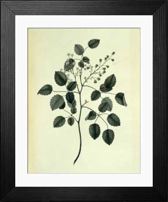 Framed Print : Rubus australis, bush lawyer Framed Print : Rubus australis, bush lawyer