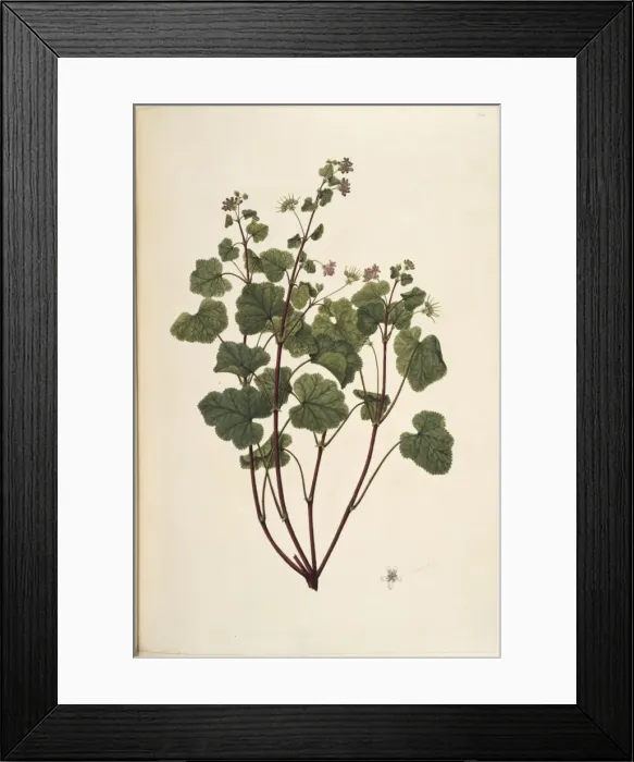 Framed Print : Pelargonium inodorum, scentless geranium Framed Print : Pelargonium inodorum, scentless geranium