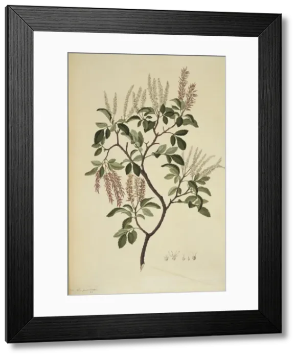 Framed Print : Weinmannia sylvicola, tawhero tree Framed Print : Weinmannia sylvicola, tawhero tree