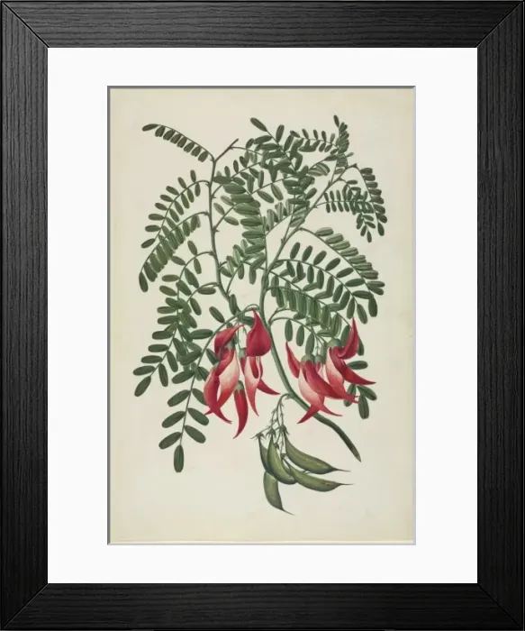 Framed Print : Clianthus puniceus, scarlet clianthus Framed Print : Clianthus puniceus, scarlet clianthus
