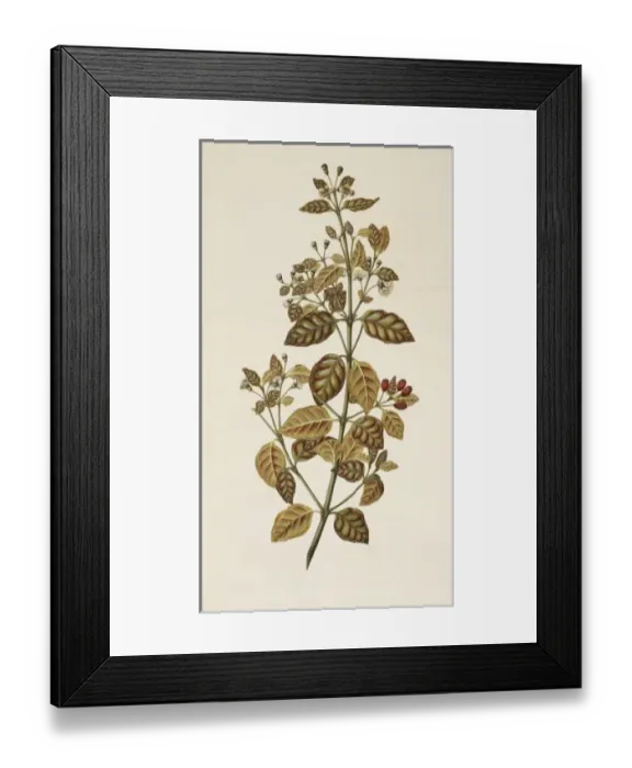 Framed Print : Lophomyrtus bullata, ramarama Framed Print : Lophomyrtus bullata, ramarama