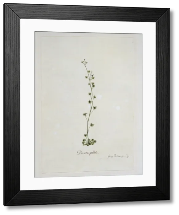 Framed Print : Drosera peltata, sundew Framed Print : Drosera peltata, sundew