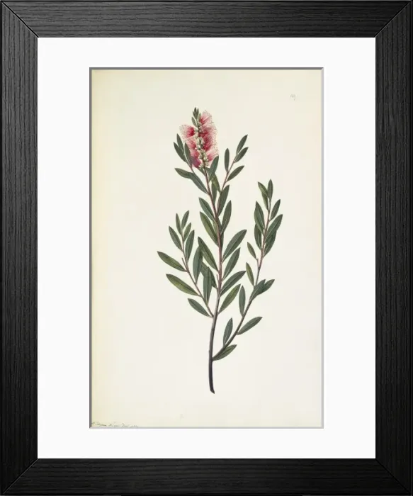 Framed Print : Callistemon citrinus, crimson bottlebrush Framed Print : Callistemon citrinus, crimson bottlebrush