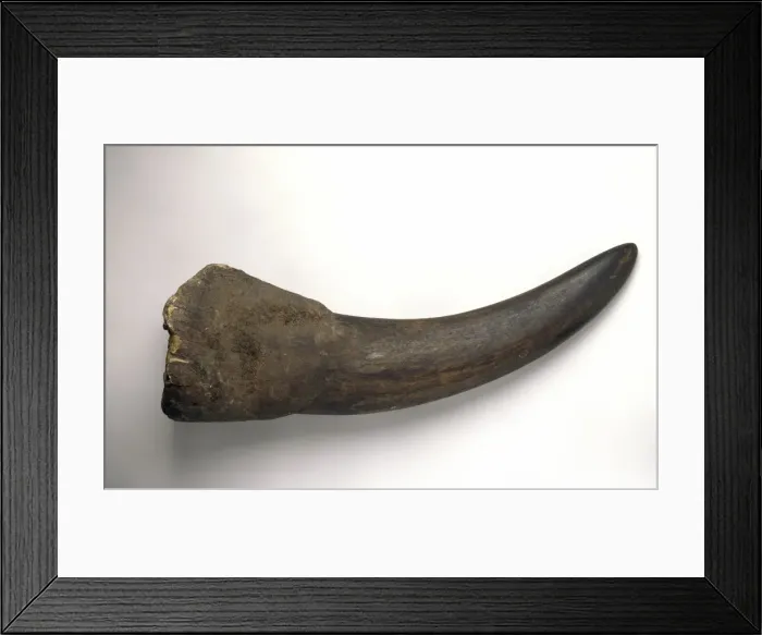 Framed Print : Diceros bicornis, horn of a black rhinoceros Framed Print : Diceros bicornis, horn of a black rhinoceros