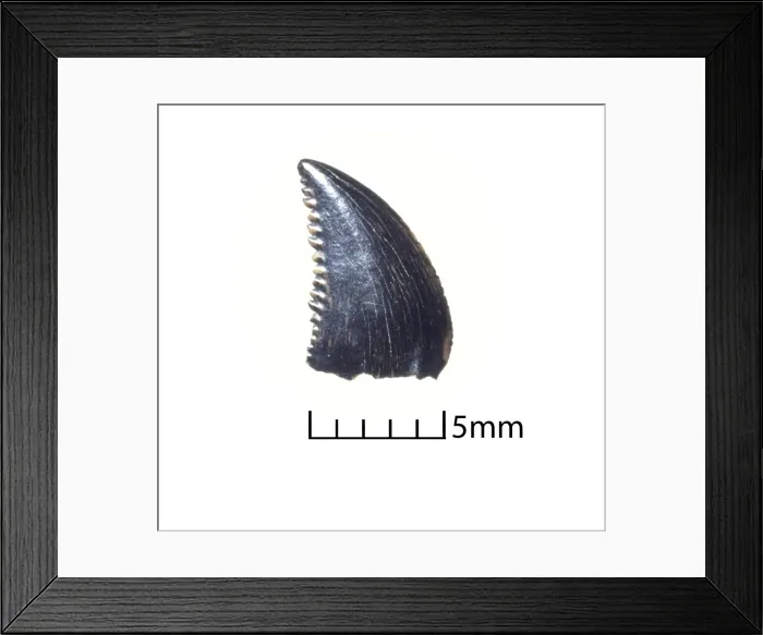 Framed Print : Troodon tooth Framed Print : Troodon tooth