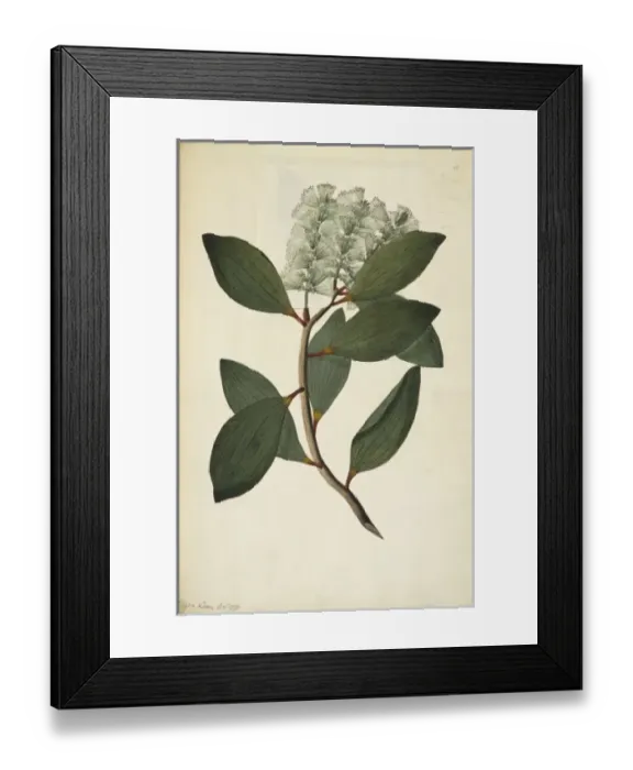 Framed Print : Melaleuca viridiflora, weeping tea tree Framed Print : Melaleuca viridiflora, weeping tea tree