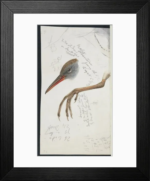 Framed Print : Rallus aquaticus, water rail Framed Print : Rallus aquaticus, water rail