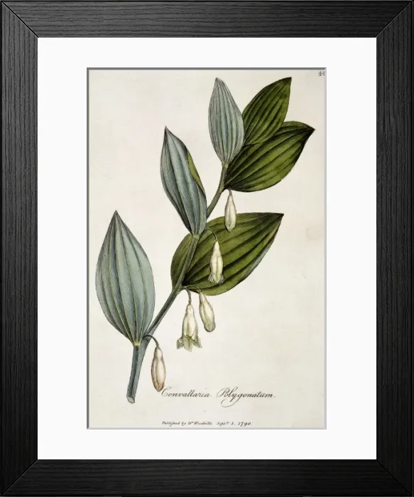 Framed Print : Convallaria polygonatum, solomons seal root Framed Print : Convallaria polygonatum, solomons seal root