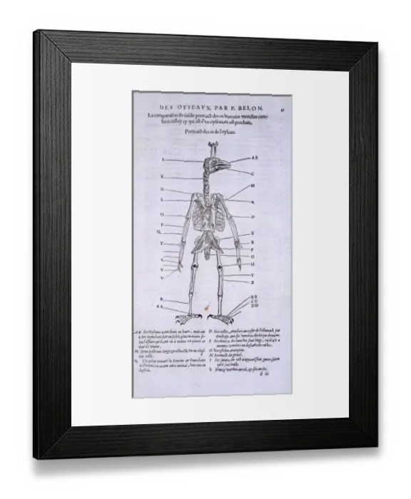 Framed Print : Skeleton of a bird Framed Print : Skeleton of a bird