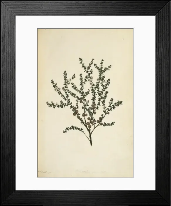 Framed Print : Leptospermum squarrosum, pink tea tree Framed Print : Leptospermum squarrosum, pink tea tree