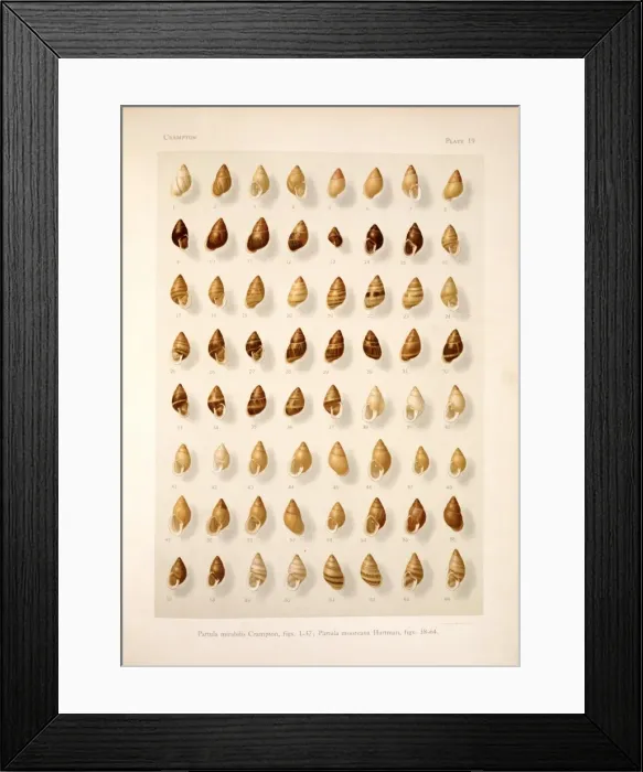 Framed Print : Partula mirabilis, P. mooreana, French Polynesian tree snai Framed Print : Partula mirabilis, P. mooreana, French Polynesian tree snai