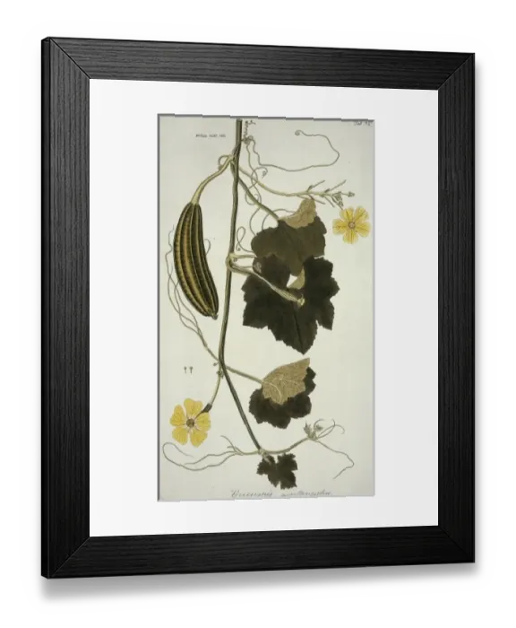 Framed Print : Luffa acutangula, sponge gourd Framed Print : Luffa acutangula, sponge gourd