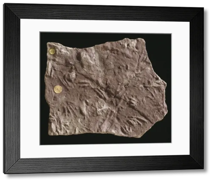 Framed Print : Rhynchosaurus footprints Framed Print : Rhynchosaurus footprints
