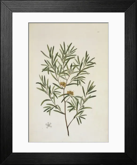 Framed Print : Melaleuca angustifolia Framed Print : Melaleuca angustifolia