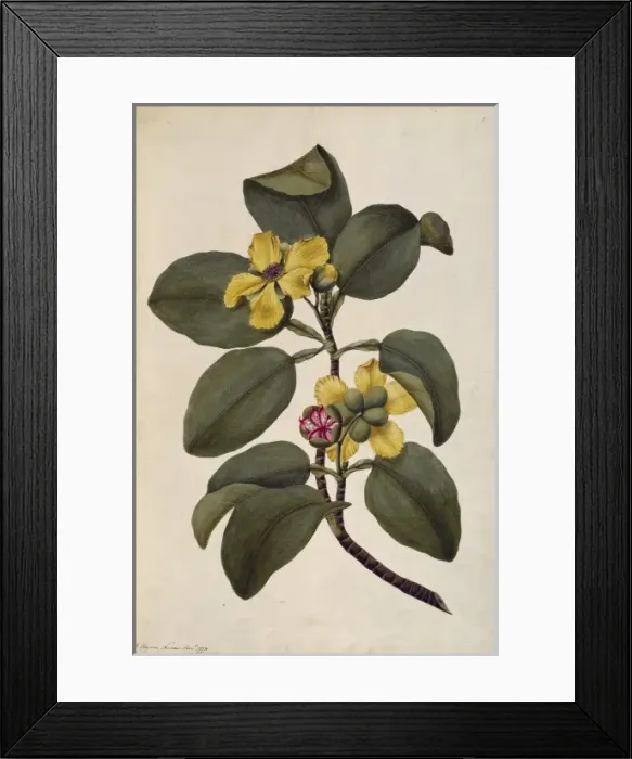 Framed Print : Dillenia alata, red beech tree Framed Print : Dillenia alata, red beech tree