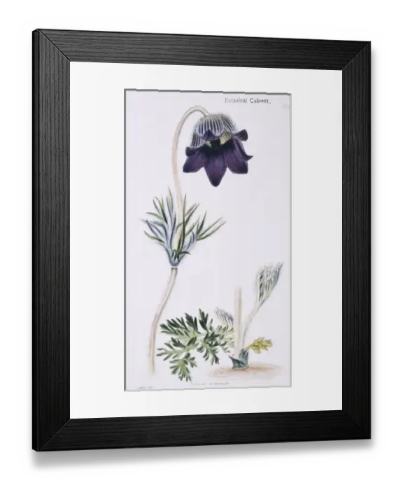 Framed Print : Anemone acutipetala, anemone or alpine Framed Print : Anemone acutipetala, anemone or alpine