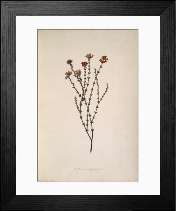 Framed Print : Oxylobium cordifolium Framed Print : Oxylobium cordifolium