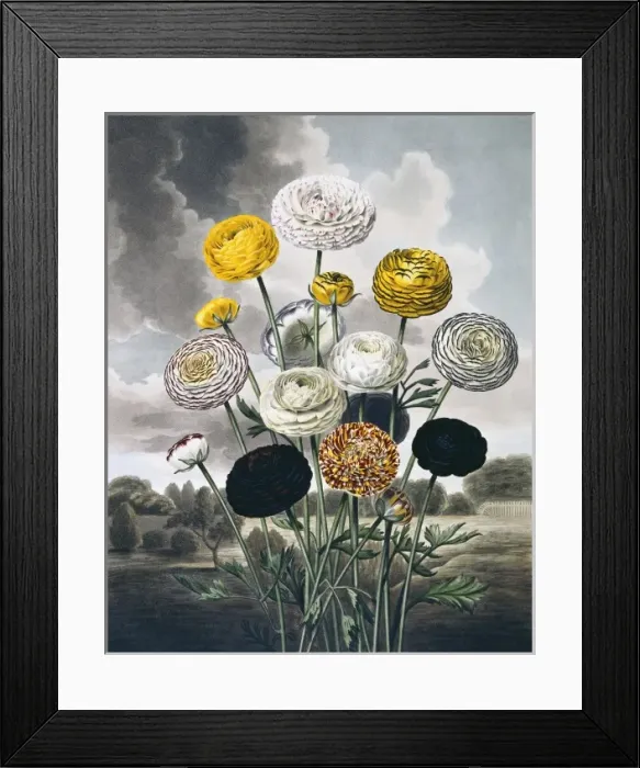 Framed Print : Beauties of Flora Framed Print : Beauties of Flora