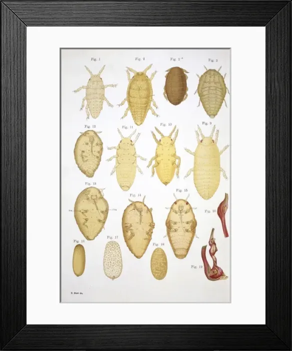Framed Print : Filossera della vite Framed Print : Filossera della vite