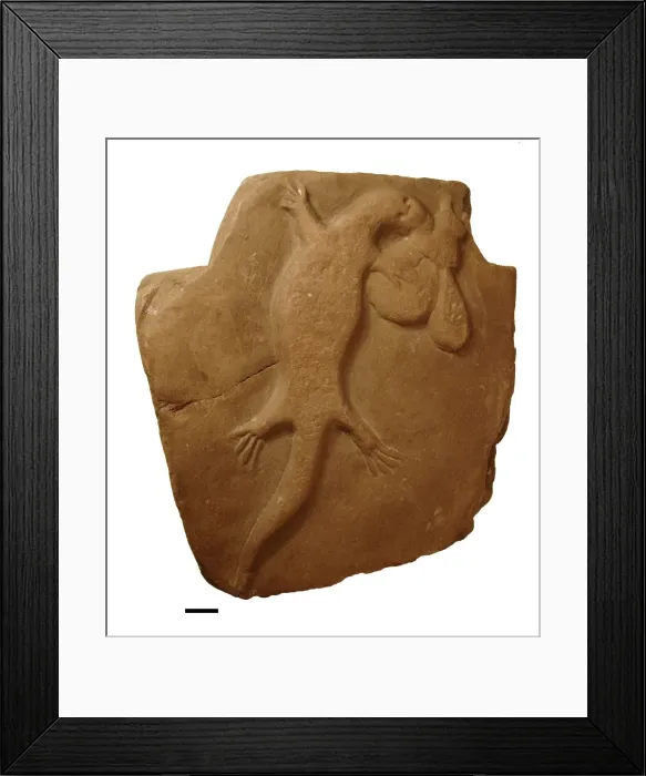 Framed Print : Bogus fossil lizard Framed Print : Bogus fossil lizard