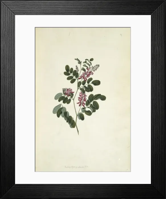 Framed Print : Indigofera pratensis, forest indigo Framed Print : Indigofera pratensis, forest indigo