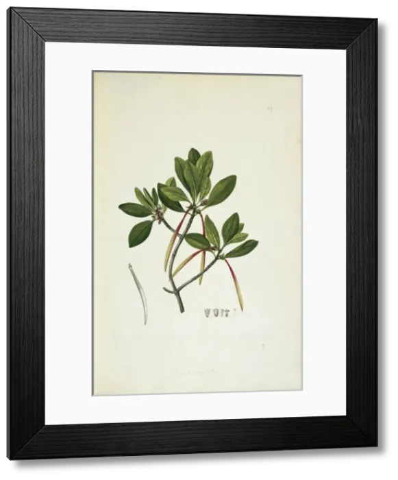 Framed Print : Ceriops tagal, yellow mangrove tree Framed Print : Ceriops tagal, yellow mangrove tree